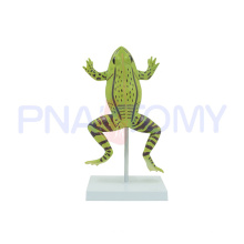 Modèle de grenouille réaliste élargi PNT-0820